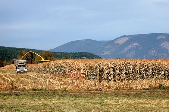 Corn field