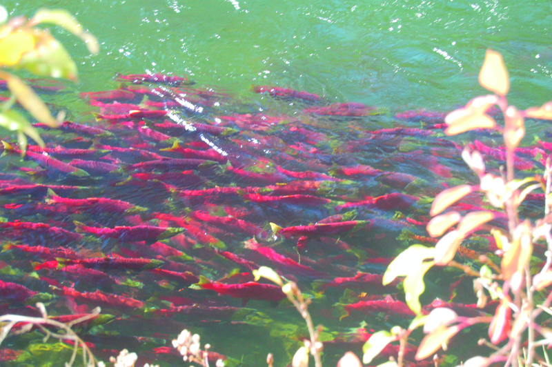 Adams River Salmon Run